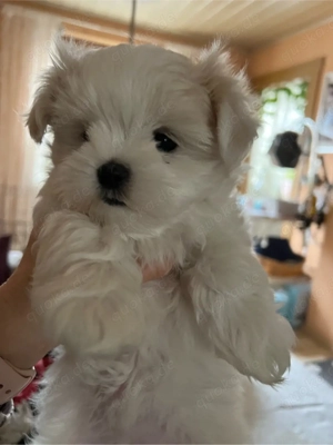 Drei weiße Märchenwesen: kleinbleibende Malteser Welpen mit koreanische Abstammung Bild 5