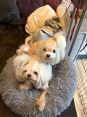 Drei weiße Märchenwesen: kleinbleibende Malteser Welpen mit koreanische Abstammung Bild 10