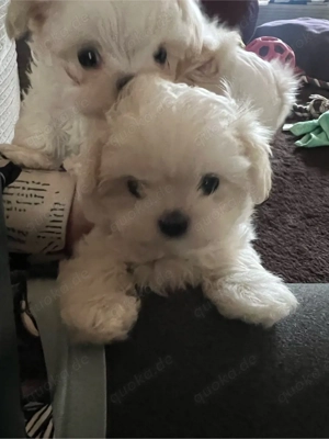 Drei weiße Märchenwesen: kleinbleibende Malteser Welpen mit koreanische Abstammung Bild 8