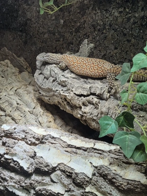 0.1 Red Ackie Varanus Acanthurus Stachelschwanz Waran Weibchen 
