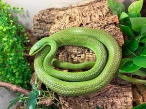 1.1 Gonyosoma frenatum von DNZ 2018