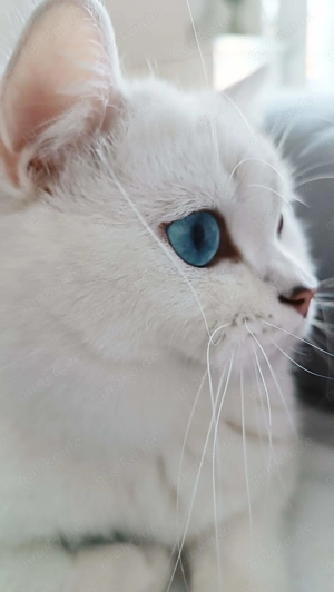 Junger BKH Kater abzugeben - kastriert