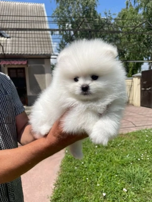Pomeranian Spitz Welpen