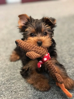 Yorkie-Welpen