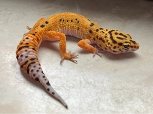 Leopardgecko Weibchen ENZ 2025