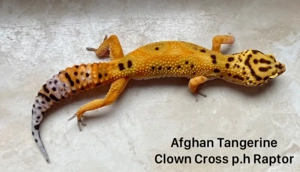 Leopardgecko Weibchen ENZ 2025