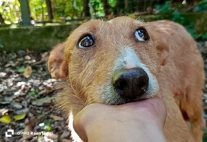 CHEYENNE    die sanfte Sonnenanbeterin