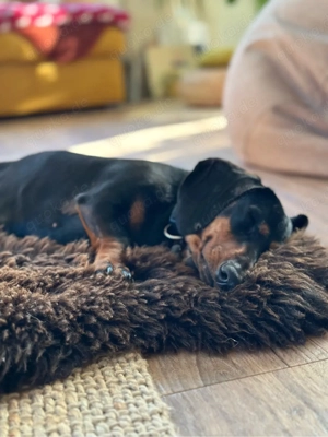 Zwergdackel Hündin tragend 