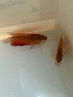 2x rote Trichogaster labiosa  ( Dicklippen Gurami ) .