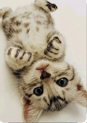 Familienmitglied gesucht 