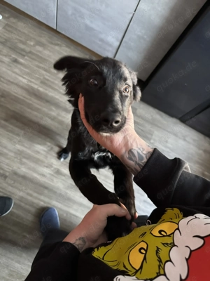 Balu 7 Monate alt umsonst abgeben 