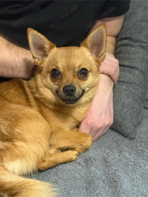 Pomeranian   Prager Rattler Mix