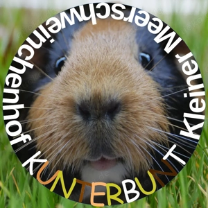 Kurzhaar Meerschweinchen                    ab 20 EUR  siehe Hinweis