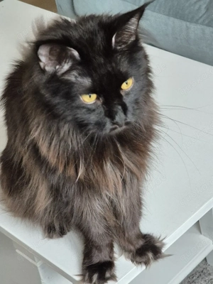 Maine Coon Kater 