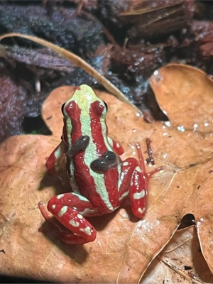 Epipedobates anthonyi Anfänger Frosch Pfeilgiftfrösche Dendrobaten