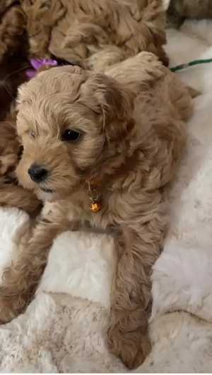 Wunderschöne Maltipoo-Welpen