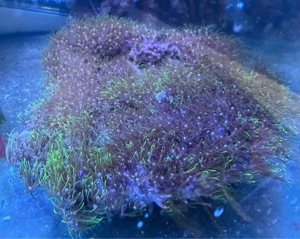 meerwasser affenhaar 