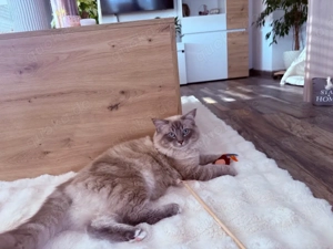 Liebevoller Ragdoll Deckkater   