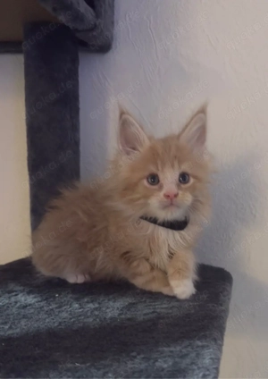 Maine coon kitten