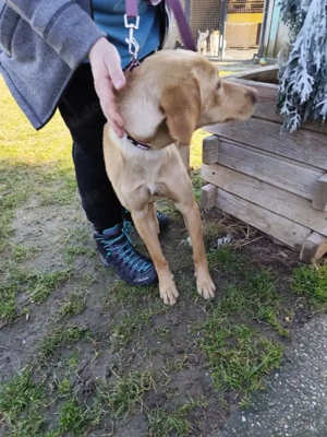 *ARYA* ist eine liebe und verschmuste Junghündin Bild 4