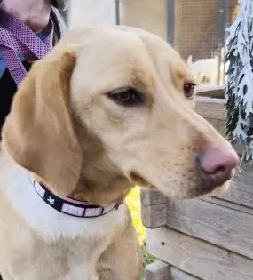 *ARYA* ist eine liebe und verschmuste Junghündin