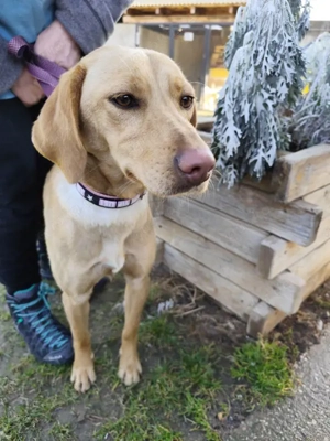 *ARYA* ist eine liebe und verschmuste Junghündin