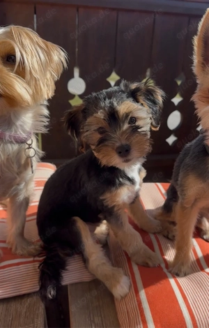 Nur noch 1 Shorkie (Yorkshire Shi Tzu) Welpe