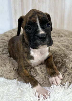 Boxerwelpen aus Hobbyzucht m.Papieren u.EU- Heimtierausweis. WhatsApp: (0178 7499770)