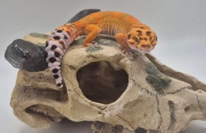 Wunderschöne Leopardgeckos 2025 abzugeben super zahm