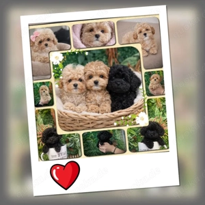 Exklusive Mini Maltipoo Welpen