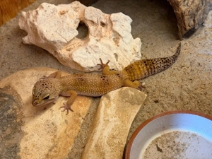 Leopardgeckos