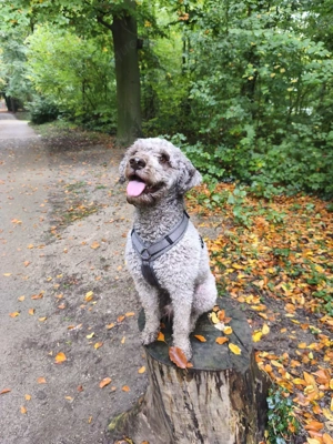Lagotto Romangnolo Deckrüde 