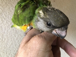 junge handzahme Mohrenkopfpapagei-Babys