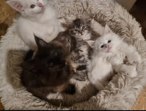    Xxl Poly Maine Coon Kätzchen  o.P.