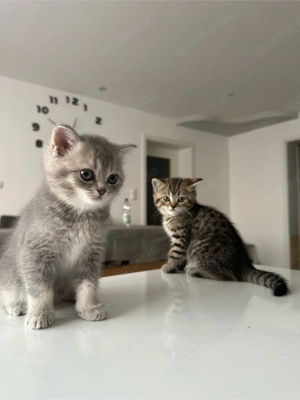 Britisch Kurzhaar Kitten ab Ostern in liebevolle Hände abzugeben