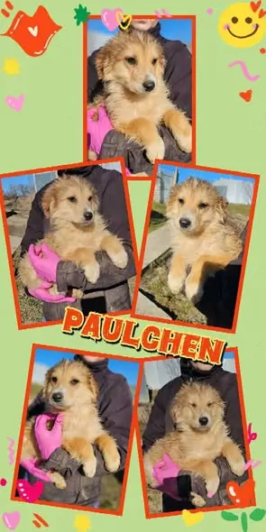 wunderschöner Welpenjunge "Paulchen" sucht ein liebevolles Zuhause 