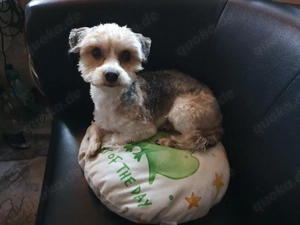 Yorkshire Terrier Deckrüde 