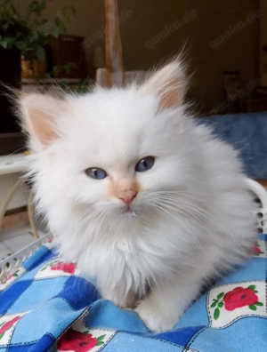 Heilige Birma Kitten chocolate und red (Fellfarbe weiß) Mix Perser ähnlich Neva