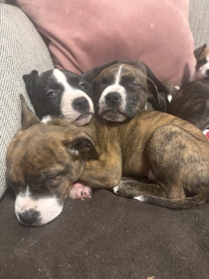 Liebevoll aufgezogene Mischlingswelpen suchen ein Zuhause