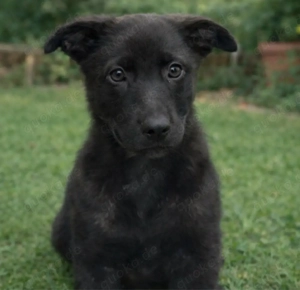 Reinrassiger Schwarze Malinois Welpe (Rüde)   9 Wochen   familienaufgezogen