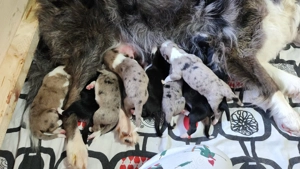 Wunderschöne Border-Collie-Welpen suchen ein liebevolles Zuhause