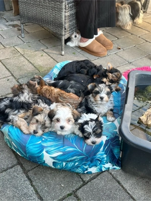 yorkshire terrier viele farben 