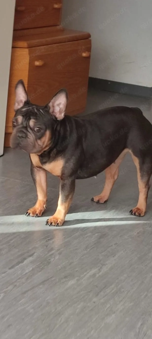 französische Bulldogge sucht ein neues zu Hause