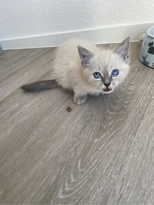 Devon Rex mischlinge BKH