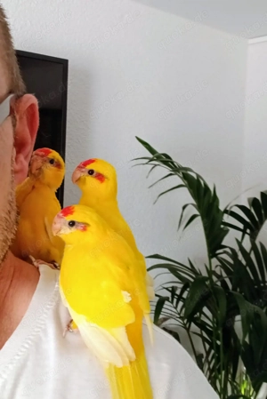 Sittiche Ziegen Bild 2