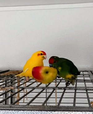 Sittiche Ziegen Bild 4