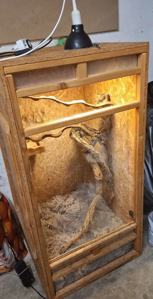 python regius (Königspython) Bild 5