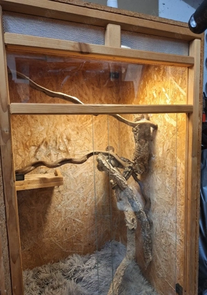 python regius (Königspython) Bild 4