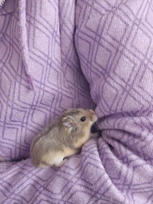 2 Hamster (weibchen)