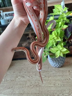 2 Kornnattern suchen ein Zuhause